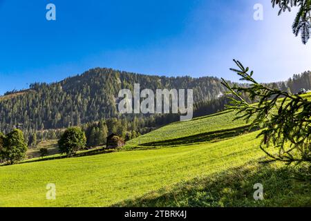 Almweide am Fröstlberg im Rauristal, Rauris, Pinzgau, Salzburger Land, Österreich Stockfoto