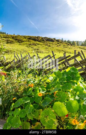 Großes Kapuzinerkresse im Garten, Tropaeolum majus, Kalchkendlalm, Fröstlberg, Bucheben, Rauris, Rauristal, Pinzgau, Salzburger Land, Österreich Stockfoto