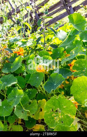 Großes Kapuzinerkresse im Garten, Tropaeolum majus, Kalchkendlalm, Fröstlberg, Bucheben, Rauris, Rauristal, Pinzgau, Salzburger Land, Österreich Stockfoto