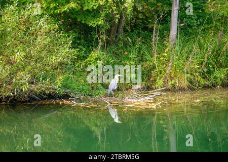 Deutschland, Bayern, Bezirk München, Pullach im Isartal, Isarwerkkanal mit Graureiher Stockfoto