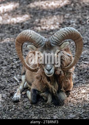 Europäischer Mouflon (Ovis orientalis musimon) (Ovis ammon)-Ramm mit großen Hörnern, ruhend, Poing Wildlife Park, Bayern, Deutschland, Europa Stockfoto