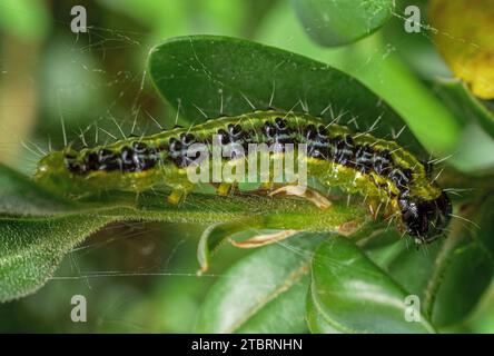 Nahaufnahme einer Buchsbaummotte (Cydalima perspectalis), die an den Blättern eines Buchsbaums hängt Stockfoto