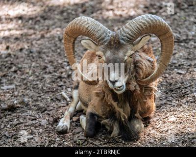 Europäischer Mouflon (Ovis orientalis musimon) (Ovis ammon)-Ramm mit großen Hörnern, ruhend, Poing Wildlife Park, Bayern, Deutschland, Europa Stockfoto