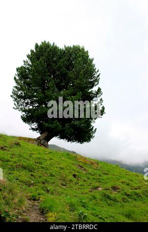 Kiefer (Pinus cembra) am Wegrand bei einer Wanderung zur Außermelang-Alm in der Wattener Lizum, Wattens, Walchen, Tirol, Österreich, Europa Stockfoto