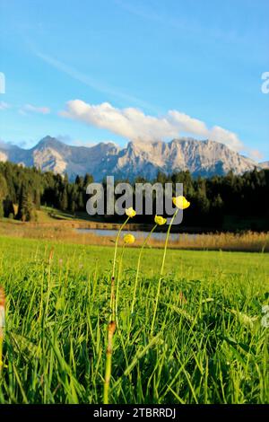 Blühende Trollblumen (Trollius europaeus) am Geroldsee, vor dem Karwendelgebirge mit Wolkenhut, Krün, Deutschland, Bayern, Werdenfels, Werdenfelser Land Stockfoto