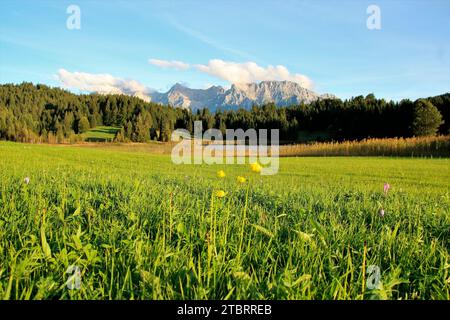 Blühende Trollblumen (Trollius europaeus) am Geroldsee, vor dem Karwendelgebirge mit Wolkenhut, Krün, Deutschland, Bayern, Werdenfels, Werdenfelser Land Stockfoto