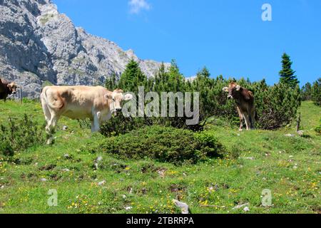 Kuh, Kühe oder Kälber, Kälber züchten Tiroler Braunvieh auf der Hochalm, im Karwendelhaus, Österreich, Tirol, Karwendel, Karwendelgebirge Stockfoto