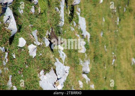 Felsenschneegel (Lagopus muta) auf der Pleisenspitze (2569 m) im Hochsommer, bei schönem Wetter, Scharnitz, Tirol, Österreich Stockfoto