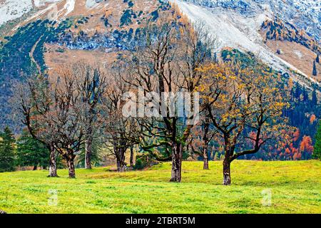 Herbstfarben im steilen Bergwald des Großen Ahornbodens im Karwendelgebirge Stockfoto