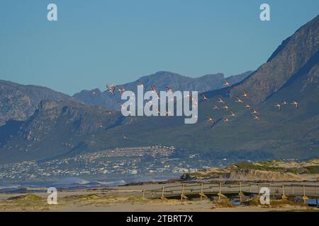 Größere Flamingos (Phoenicopterus roseus) fliegen über die Mündung des Bot River, mit Küstendorf und Bergen dahinter, Overberg, Südafrika. Stockfoto