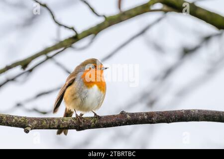 Ein kleiner Vogel steht auf dem schneebedeckten Zweig eines Baumes vor winterlicher Kulisse Stockfoto