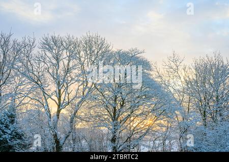Ein heller Wintertag, an dem die Sonne durch die kargen Bäume scheint, schafft eine ruhige und friedliche Atmosphäre Stockfoto