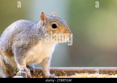 Ein graues Eichhörnchen, das auf einem Vogelfutter vor einem Wohnhaus steht, Stockfoto