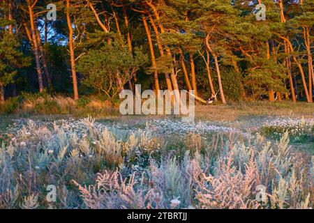 Sonnenuntergang in einem Kiefernwald, Person in einer Hängematte zwischen den Bäumen, Öland, Schweden Stockfoto