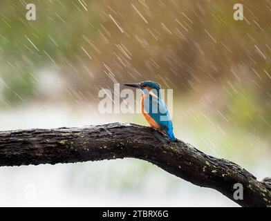 Eisvogel im Regen, Teifi Nature Reserve, Cardigan, Wales. Stockfoto