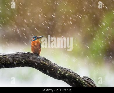 Eisvogel im Regen, Teifi Nature Reserve, Cardigan, Wales. Stockfoto