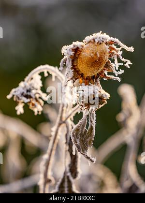 Blüte und Kopf einer Sonnenblume mit Eis und Schnee im Winter Stockfoto