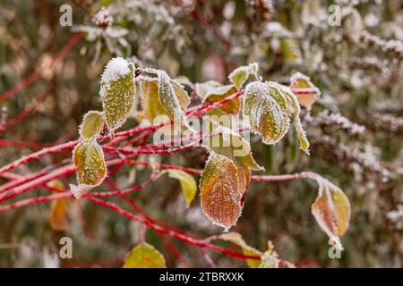 Bunte Blätter mit herbstlichen Farben, bedeckt mit Eis und Eiskristallen im frühen Winter Stockfoto