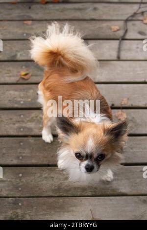 Chihuahua Hund, langhaarig, Zackenfarben mit weißen Markierungen, stehend und in die Kamera schauen, Hundeporträt Stockfoto