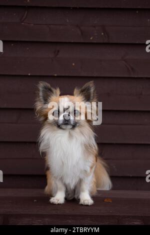 Chihuahua Hund, langhaarig, Zackenfarben mit weißen Flecken, Blick in die Kamera, Hundeporträt Stockfoto