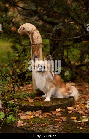 Chihuahua Hund, langhaarig, Zackenfarben mit weißen Flecken, Blick in die Kamera, Hundeporträt Stockfoto