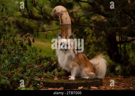 Chihuahua-Hund, langhaarig, Zackenfarben mit weißen Flecken, sitzen und in die Kamera schauen, Hundeporträt Stockfoto