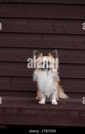 Chihuahua Hund, langhaarig, Zackenfarben mit weißen Flecken, Blick in die Kamera, Hundeporträt Stockfoto