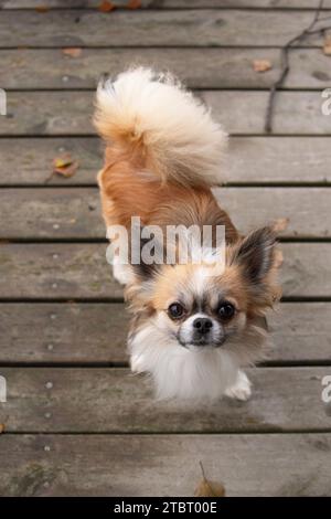 Chihuahua Hund, langhaarig, Zackenfarben mit weißen Markierungen, stehend und in die Kamera schauen, Hundeporträt Stockfoto