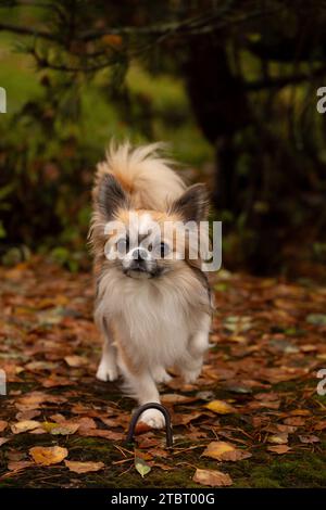 Chihuahua Hund, langhaarig, Zackenfarben mit weißen Flecken, Blick in die Kamera, Hundeporträt Stockfoto