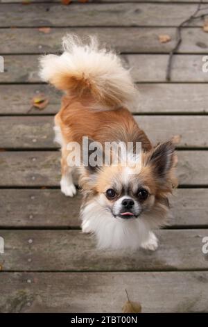 Chihuahua Hund, langhaarig, Zackenfarben mit weißen Markierungen, stehend und in die Kamera schauen, Hundeporträt Stockfoto