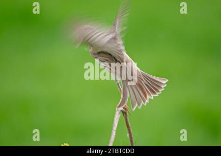 Emberiza calandra Stockfoto