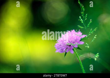 Europa, Deutschland, Hessen, Naturpark Lahn-Dill-Bergland, Blume der Wiesenwitwe (Knautia arvensis) Stockfoto