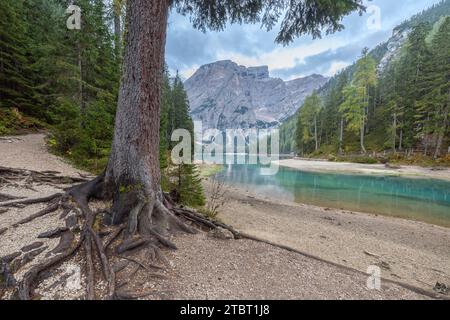 Pragser See in Südtirol an einem Herbstmorgen mit blauem Himmel und Reflexion im Wasser Stockfoto