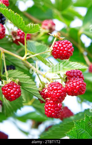 Viele frische, gereifte rote Himbeeren auf der Pflanze im Sommer Stockfoto