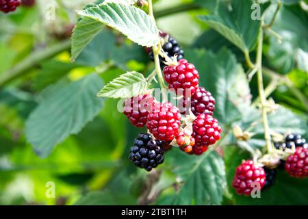 Viele frische, gereifte rote Himbeeren auf der Pflanze im Sommer Stockfoto