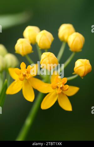 Indischer Milchweed 'Silky Gold' (Asclepias curassavica), Blumen Stockfoto