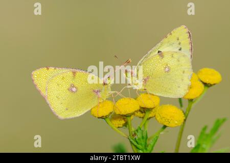 Goldene acht (Colias hyale) an Blüten von tansy (Tanacetum vulgare), Nordrhein-Westfalen, Deutschland Stockfoto