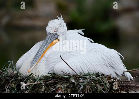 Dalmatinische Pelikanzucht (Pelecanus crispus) auf dem Nest Stockfoto