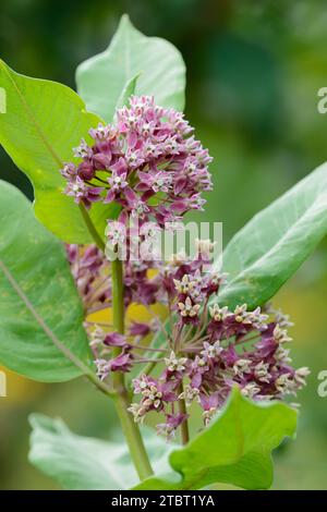 Gemeine Milchweed (Asclepias syriaca), Blütenstand Stockfoto