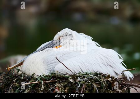 Dalmatinische Pelikanzucht (Pelecanus crispus) auf dem Nest Stockfoto