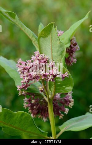 Gemeine Milchweed (Asclepias syriaca), Blütenstand Stockfoto