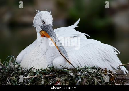 Dalmatinische Pelikanzucht (Pelecanus crispus) auf dem Nest Stockfoto