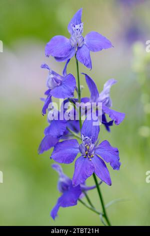 Gartenfeld delphinium (Consolida ajacis), Blumen, Deutschland Stockfoto