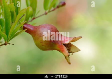 Zwerggranatapfelbaum (Punica granatum var. nana), Obst auf dem Baum Stockfoto