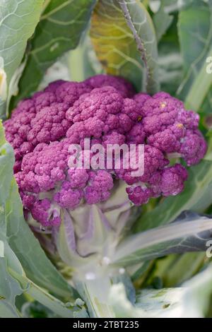 Violetter Blumenkohl (Brassica oleracea var. botrytis) Stockfoto