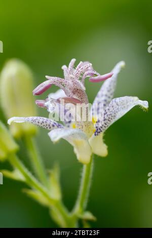 Japanische Krötenlilie (Tricyrtis hirta), Blume, Nordrhein-Westfalen, Deutschland Stockfoto