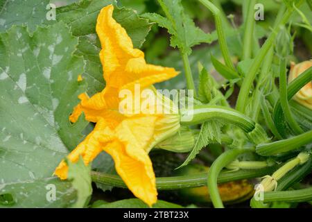 Zucchini (Cucurbita pepo subsp. Pepo convar. Giromontiina), Blüte Stockfoto