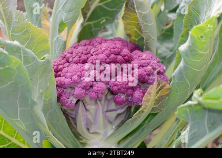 Violetter Blumenkohl (Brassica oleracea var. botrytis) Stockfoto