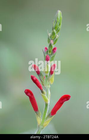 Honigtau Salbei (Salvia elegans), Blumen Stockfoto