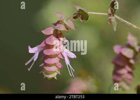 Kretische Dittany (Origanum dictamnus), Blüte, Vorkommen auf Kreta Stockfoto